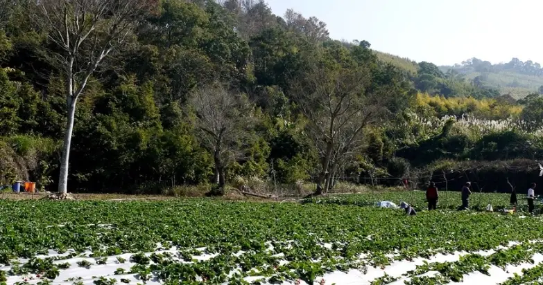 採草莓季節