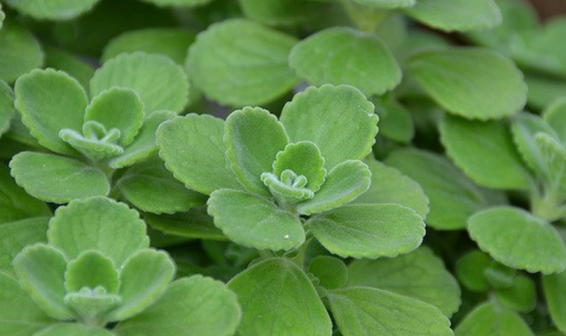 左手香功效大解析！抗發炎、顧傷口，但這4種人使用前要小心