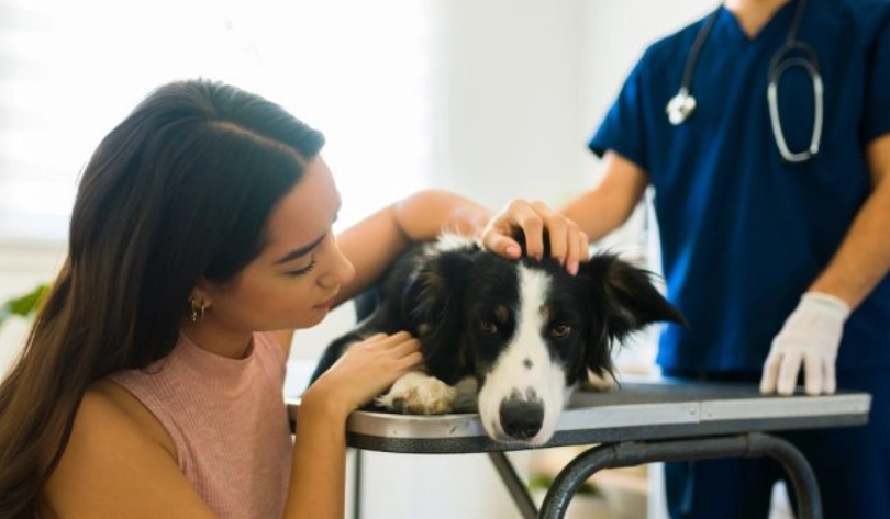 失去寵物如何走出來