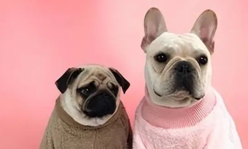 法鬥vs八哥：新手飼養完整比較，哪種更適合你的生活型態？