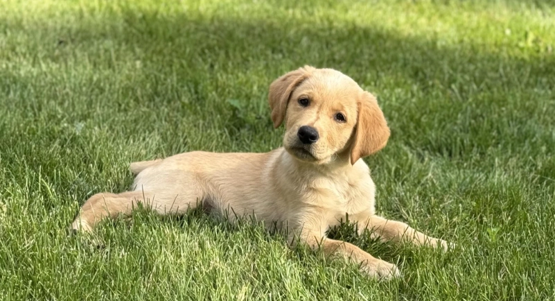 黃金獵犬拉布拉多區別