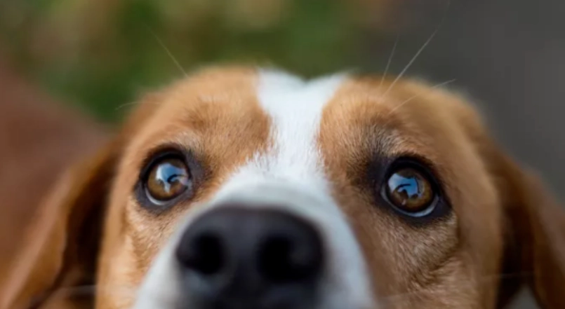 眼睛發炎多久會好