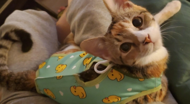 母貓手術後照顧