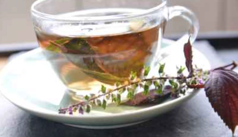 紫蘇茶副作用
