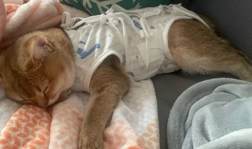 母貓結紮後照顧全指南：術後護理、飲食調整與常見問題