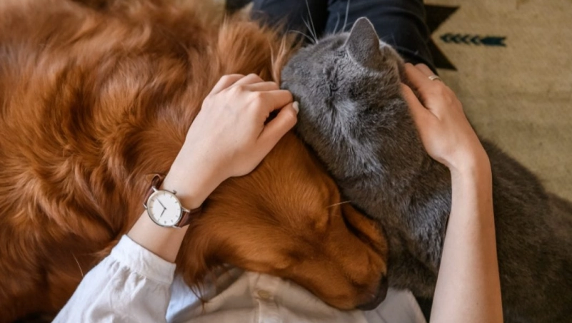 寵物死掉怎麼安慰？從心碎到療癒的完整實用指南