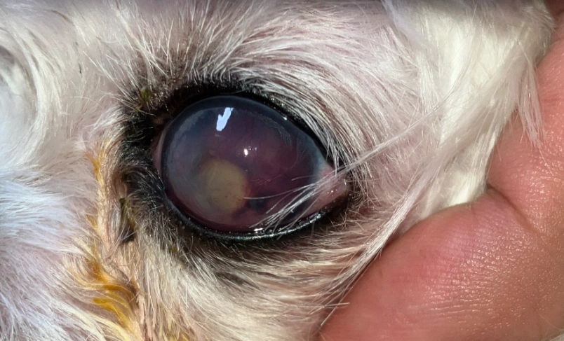 狗角膜潰瘍眼藥水怎麼選？獸醫教你挑對成分、正確護理