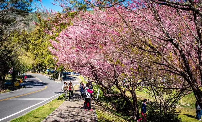 武陵農場賞櫻