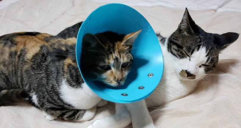 公貓結紮後照顧