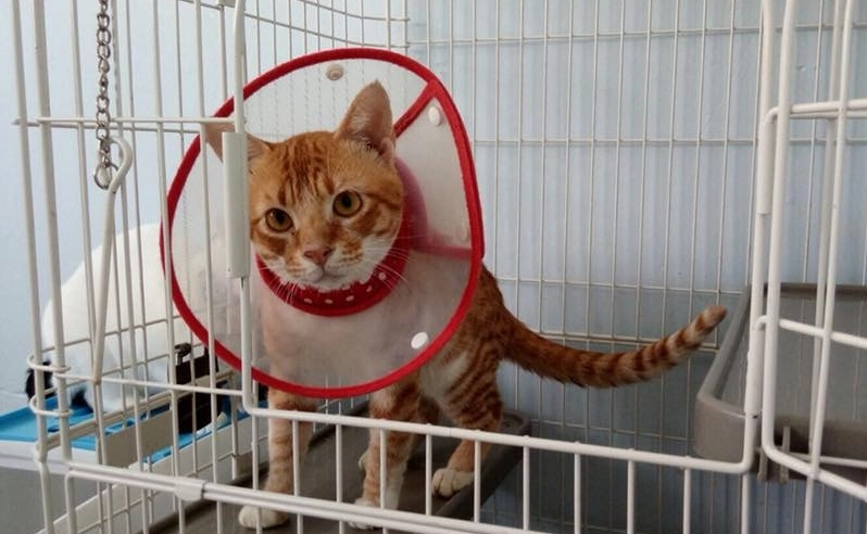 寵物緊急醫療費用