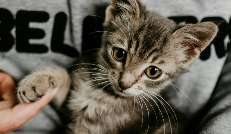 人類感冒會傳給貓咪嗎？獸醫專業解答與預防指南