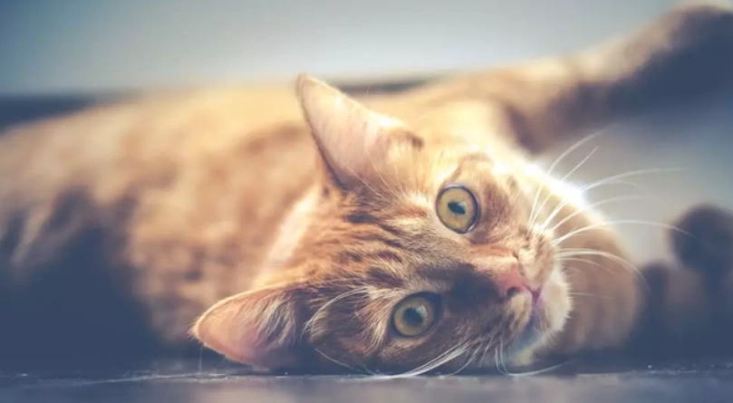 貓腎衰竭末期照顧