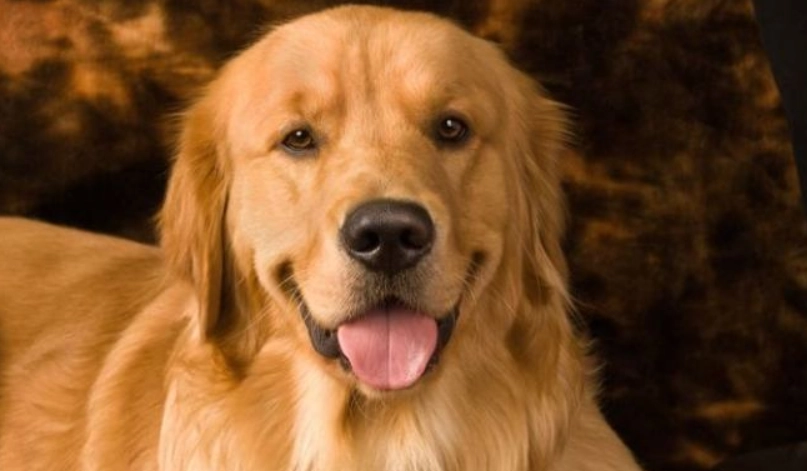 黃金獵犬好養嗎