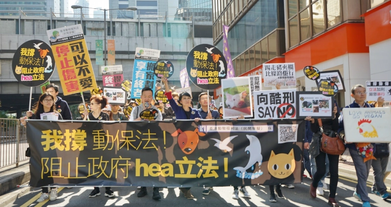 動保法全解析：飼主必知的權利、義務與常見誤區