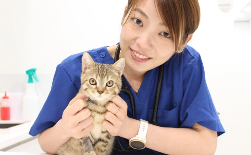 幼貓檢查項目完整指南：第一次帶貓咪看獸醫該注意什麼？費用解析