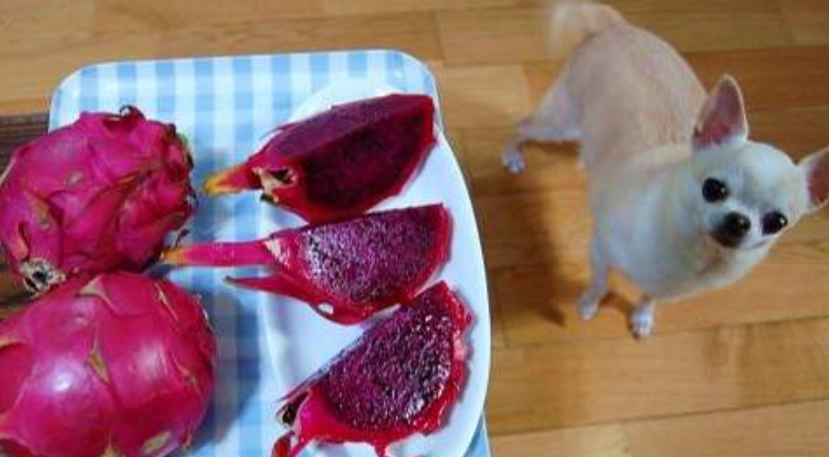 狗狗可以吃火龍果嗎？獸醫解析餵食關鍵與潛在風險