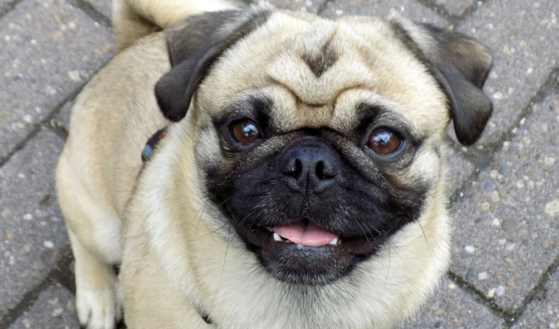 八哥犬特性全攻略：性格、健康與飼養秘訣深度解析