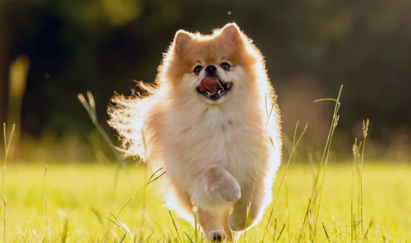 松鼠狗飼養全攻略：品種解析、日常照顧與訓練秘訣