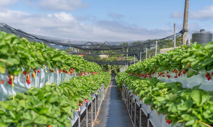 大湖草莓農場