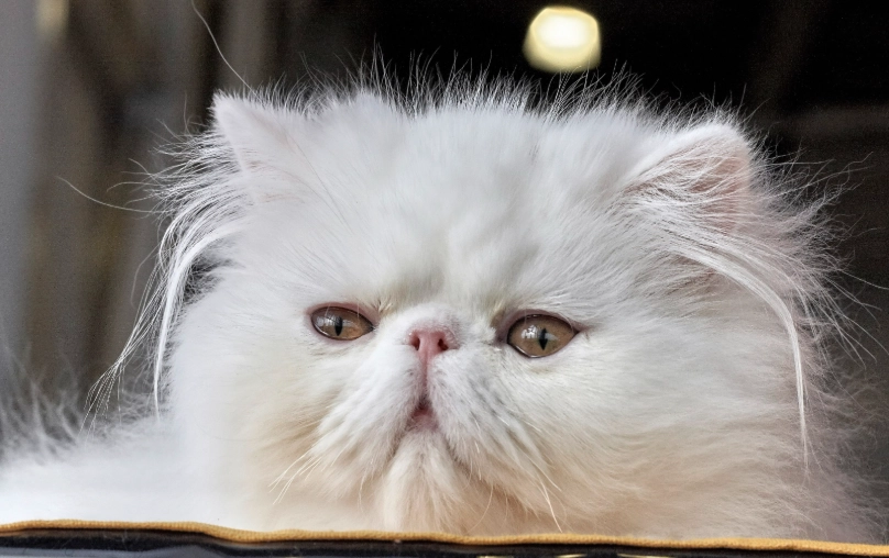 智商最低的貓品種全解析：行為特徵、照顧技巧與常見迷思