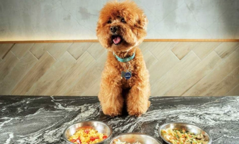 狗肺積水飲食全指南：掌握低鈉原則與食譜，照顧毛孩健康