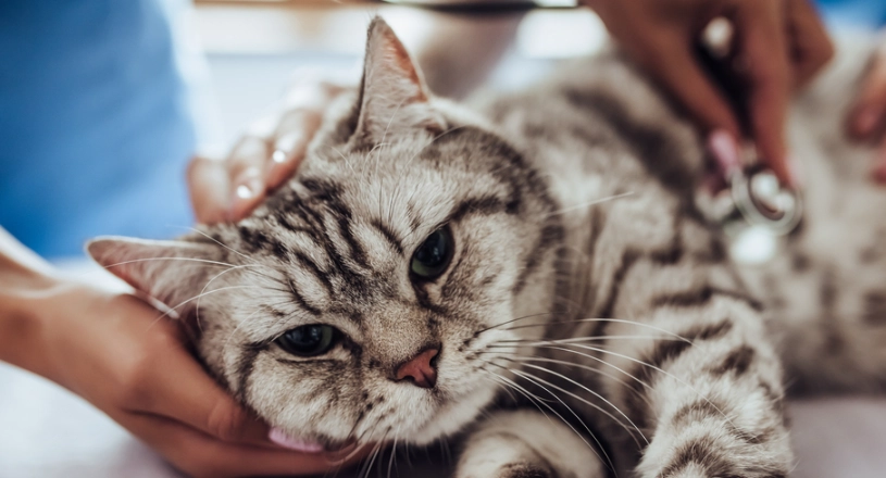 貓腎衰竭末期照顧