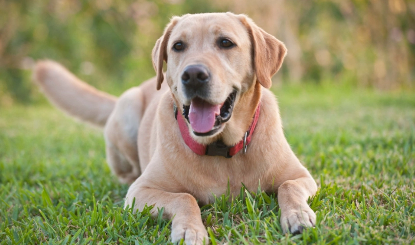 拉布拉多幼犬飼養