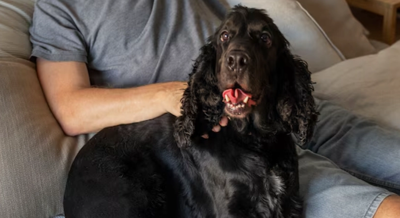 老年狗體重下降