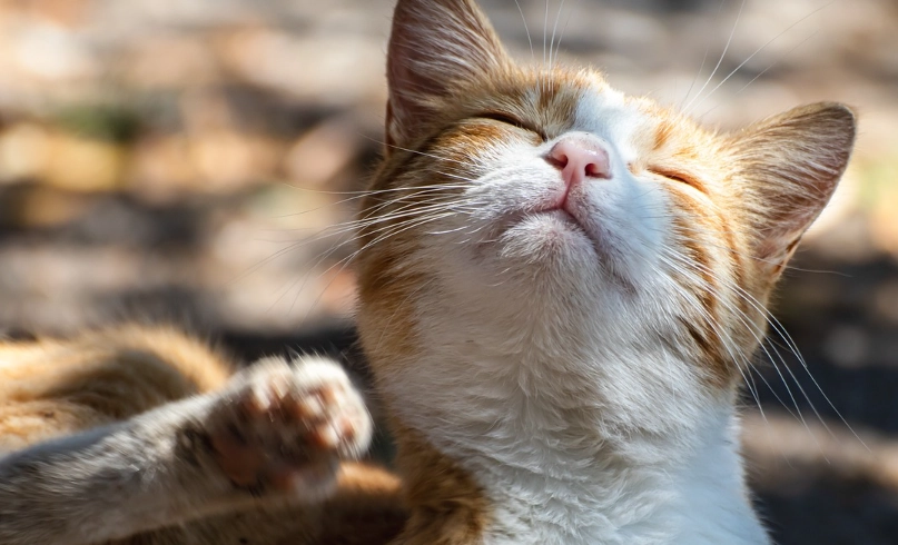 貓腎衰竭第四期症狀