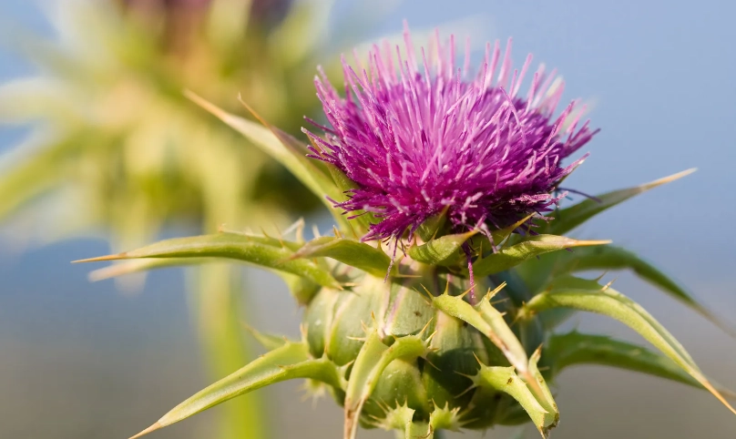 水飛薊濕疹：天然療法的真相與實用指南