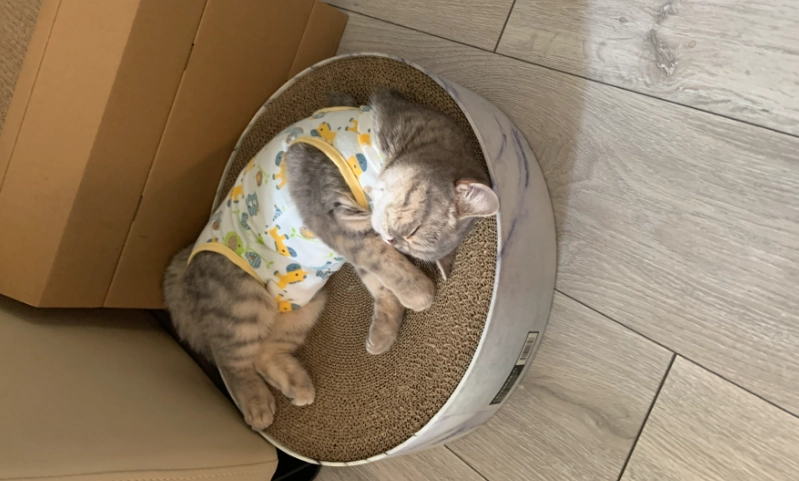 母貓手術後照顧