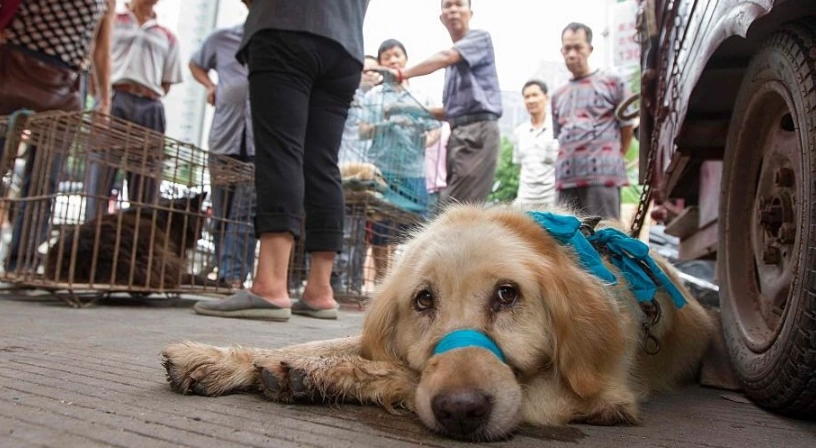動物保護法 飼主責任