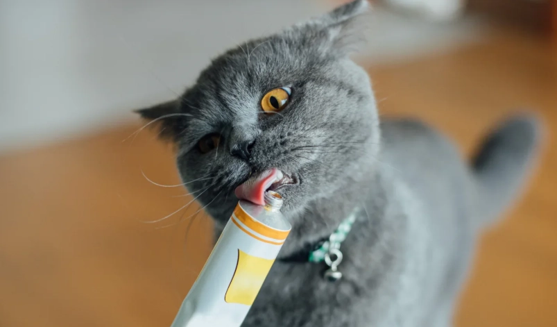 貓咪吐毛球怎麼辦