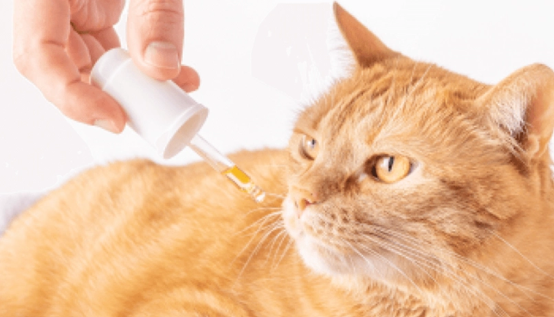 寵物魚油人可以吃嗎？專家解析人用風險與替代方案