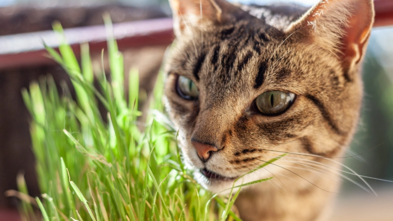 貓薄荷人可以吃嗎？專家解析人類食用安全性與潛在功效