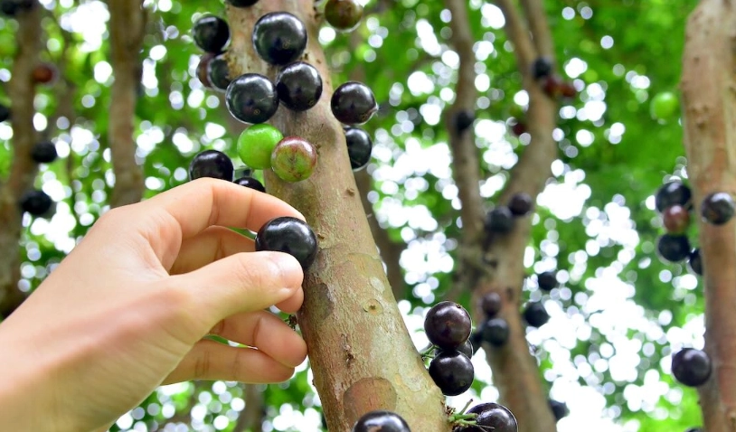 樹葡萄採收時機全攻略：掌握最佳採摘時間與判斷技巧