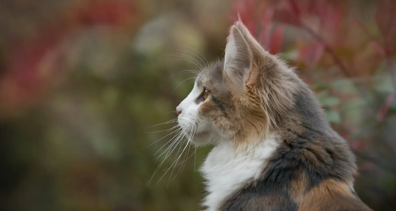 貓咪吐毛球怎麼辦