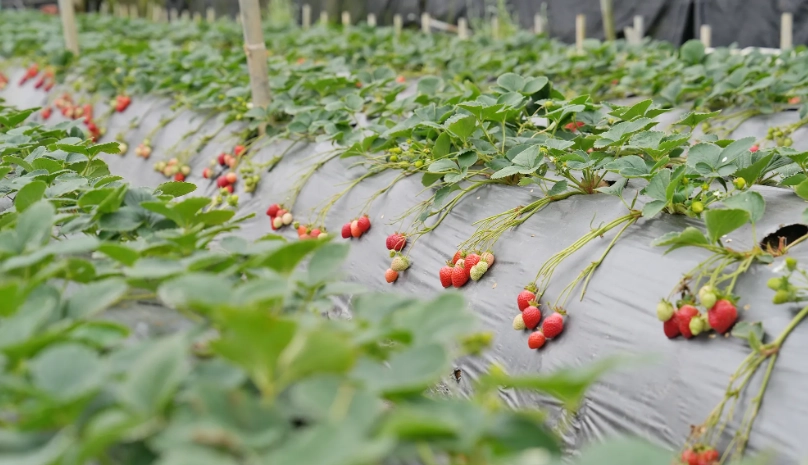 台北採草莓推薦：內湖白石湖草莓園攻略與採果心得分享