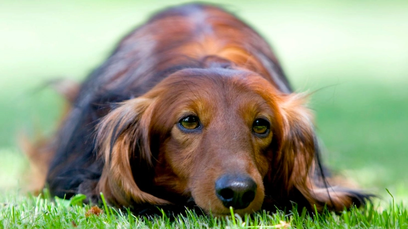 長毛臘腸狗照顧