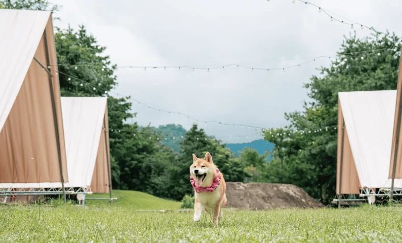 嘉義寵物友善露營｜帶毛孩入住森林、星空與草原的完整指南
