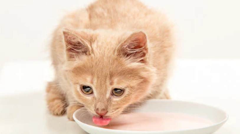 幼貓一天吃多少