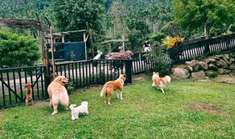 嘉義寵物友善露營區推薦