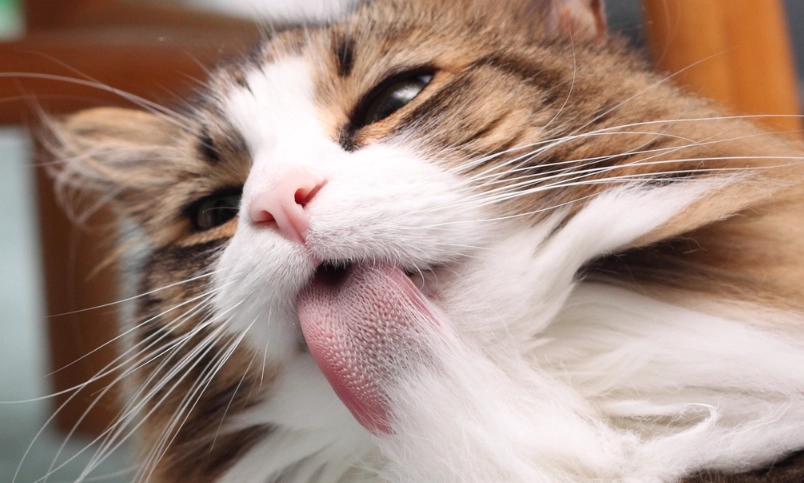 猫咪毛球症治療全攻略：預防、症狀判斷與有效化解毛球方法