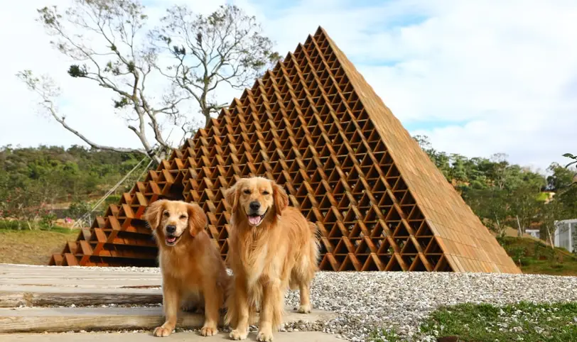 新竹寵物一日遊：帶毛小孩探索城市綠洲與海岸的完美路線