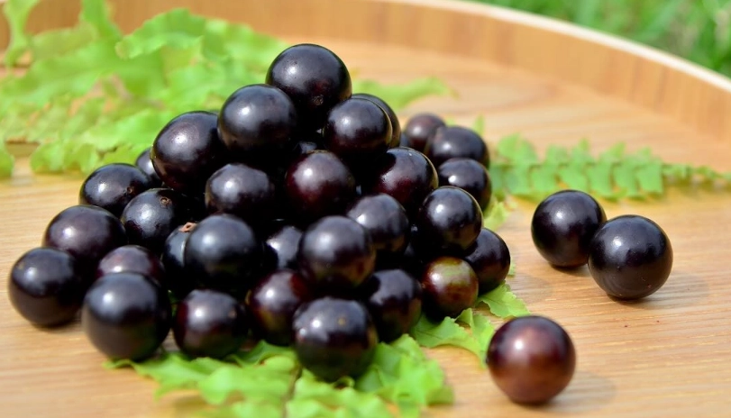 樹葡萄採收時間