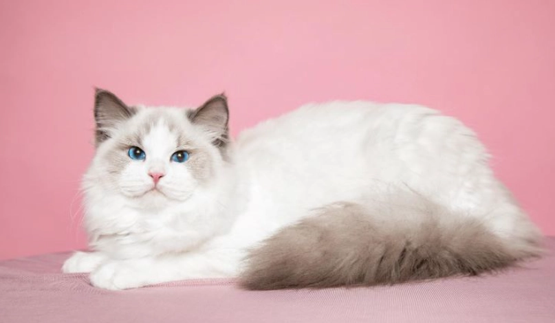 布偶貓智商高嗎？揭開溫柔巨人的聰明秘密與訓練訣竅