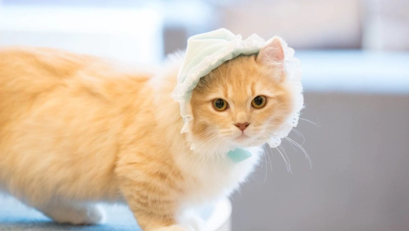 曼赤肯貓常見疾病與照護指南：飼主必讀的短腿貓健康手冊