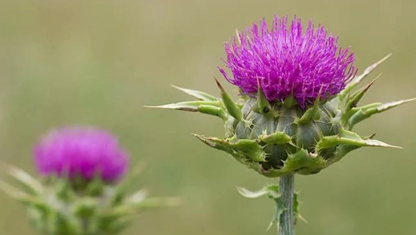 奶薊功效全解析：護肝關鍵成分、正確吃法與常見迷思一次看