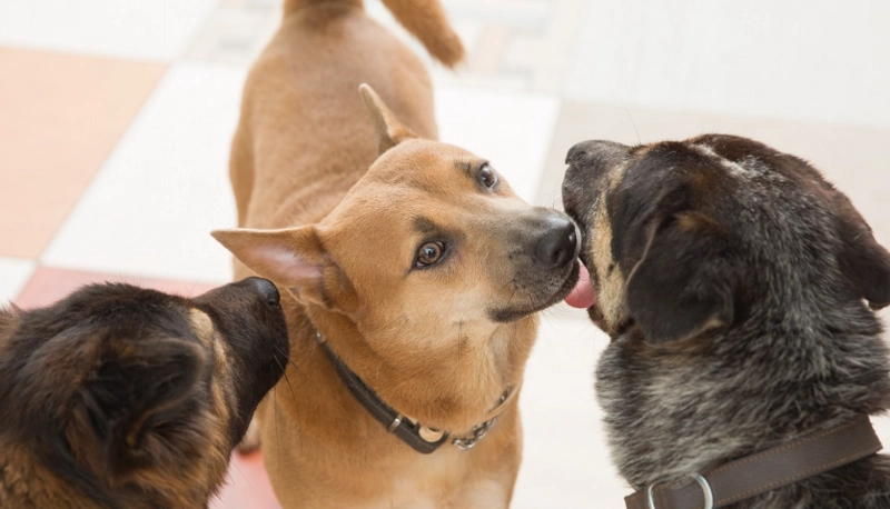 唐狗飼養全攻略：優缺點、照顧技巧與常見問題解答