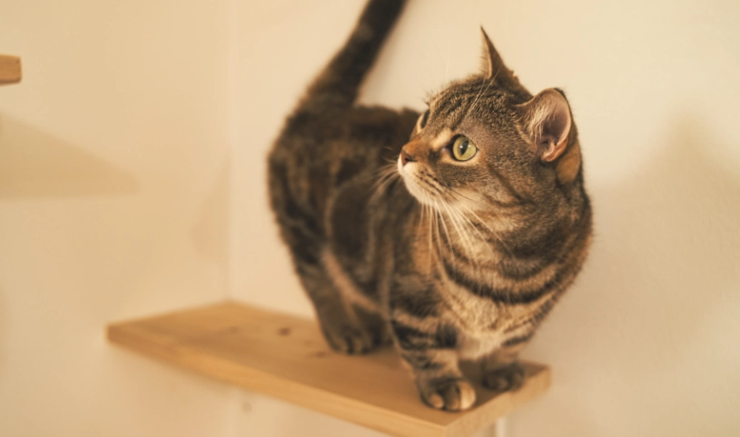 短腿貓 健康問題